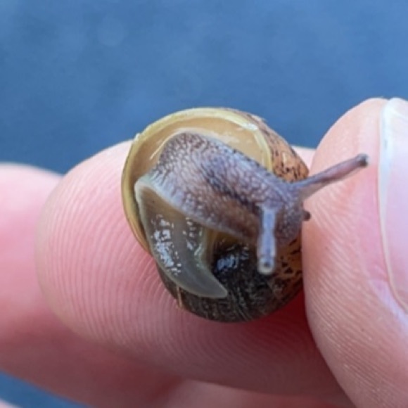 Meet your Posher, Spike - Picture 1 of 1